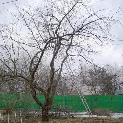 Фотки обрезки деревьев весной в хорошем качестве