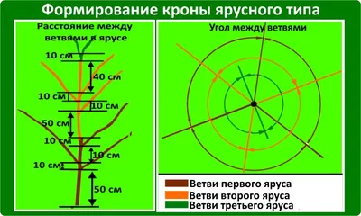 Скачать бесплатно фото обрезки деревьев в хорошем качестве