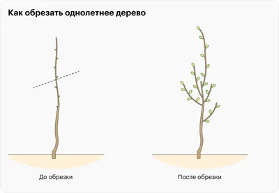 Расцвет деревьев после обрезки: фотоотчет о преображении сада