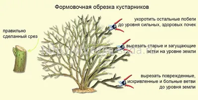 Как деревья дышат после весенней обрезки: загадочная жизнь растений