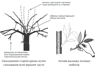 Процесс обрезки деревьев наступает весной: секреты здоровья и силы деревьев