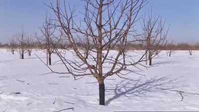 Зимние фотографии обрезанных деревьев: индивидуальные настройки