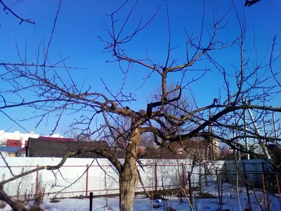 Обрезанные деревья зимой: настройка размера и формата фотографии