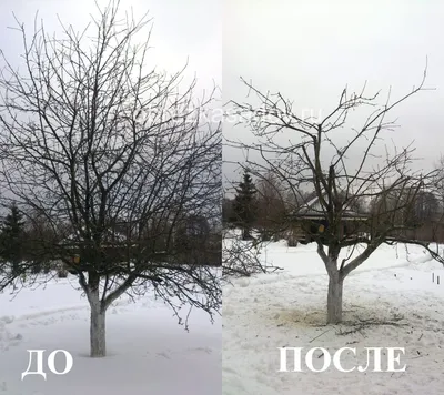 Фото зимней обрезки деревьев: индивидуальные настройки размера и формата