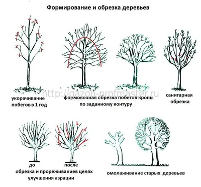Фотографии зимней обрезки деревьев: выбор формата (JPG, PNG, WebP)