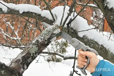 Зимние изображения обрезанных деревьев: настройка параметров изображения
