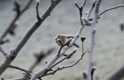 Обрезка деревьев зимой: выбор формата для скачивания фото