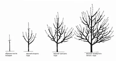Фото зимней обрезки деревьев: индивидуализация размера и формата