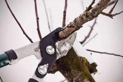 Изображения обрезанных деревьев зимой: выбор формата для скачивания