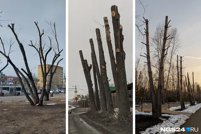 Обрезка деревьев зимой: выбор формата для фотографий