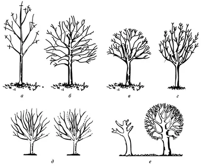 Зимние изображения обрезанных деревьев: индивидуальные настройки формата