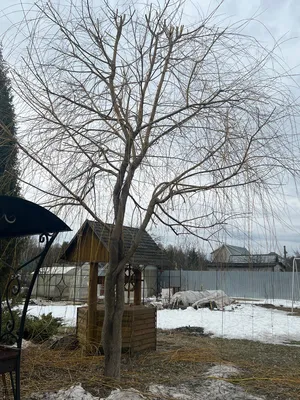 Фотографии зимней обрезки деревьев: настройка размера и формата изображения
