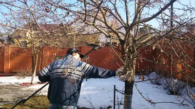 Фото зимней обрезки деревьев: индивидуализация параметров фотографии