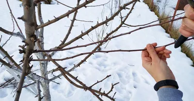 Фотографии обрезанных зимних деревьев: настройка размера и формата