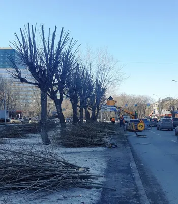Зимние фотографии обрезанных деревьев: выбор формата для скачивания