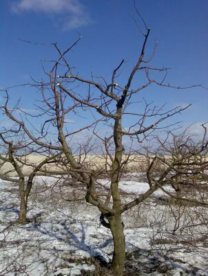 Обрезка деревьев зимой: индивидуальные параметры фото