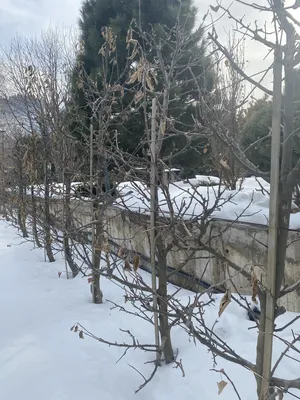 Обрезка деревьев зимой фотографии