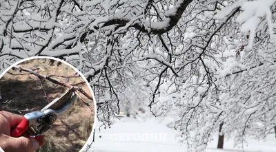 Фотообрезка зимних деревьев: выберите размер и формат изображения