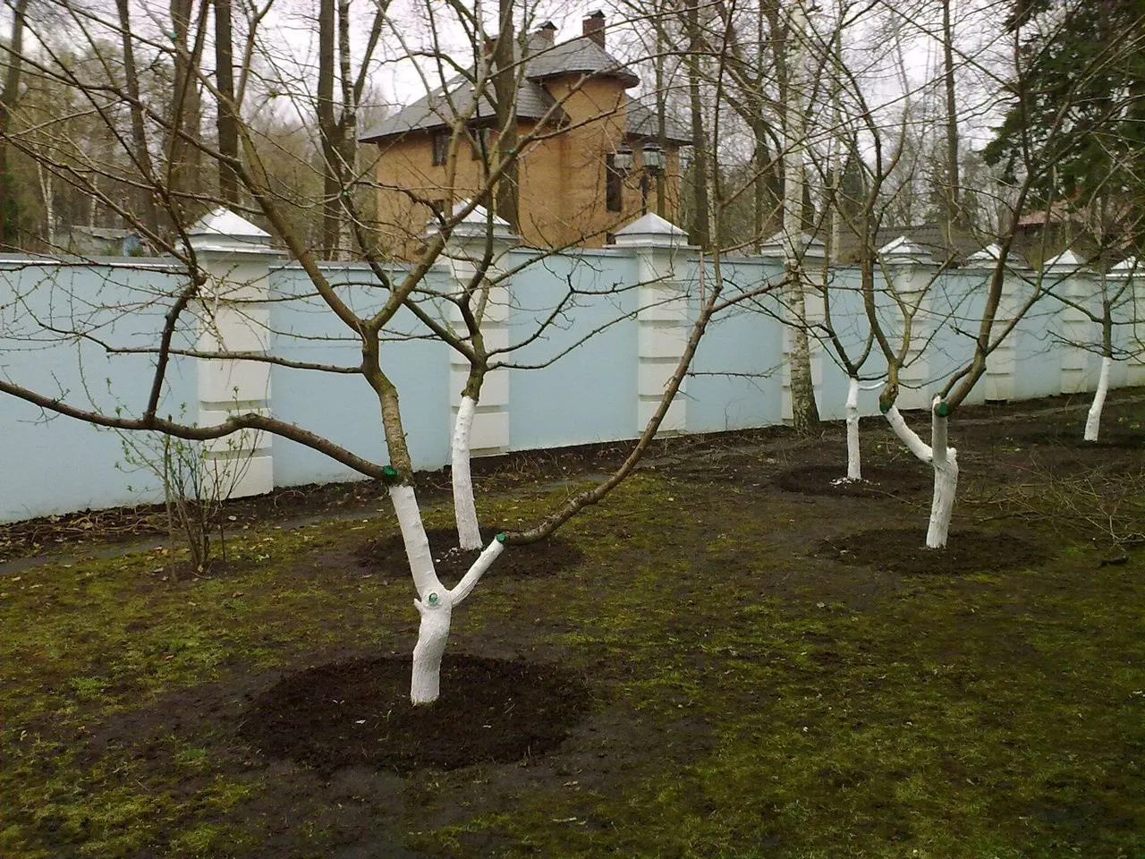 Волшебный сад: фото после мастерской обрезки деревьев | Обрезка деревьев  Фото №1173008 скачать