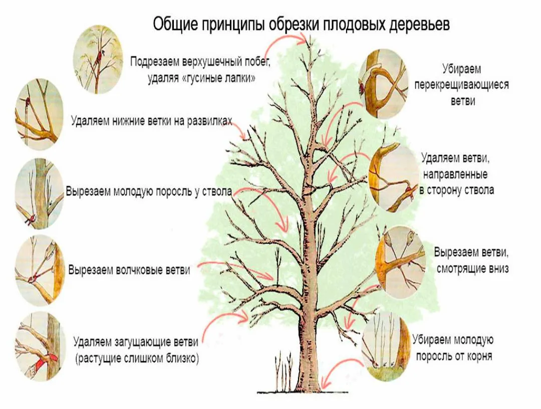 Фотографии деревьев: выберите размер и скачайте в JPG, PNG, WebP | Обрезка  деревьев Фото №1172994 скачать