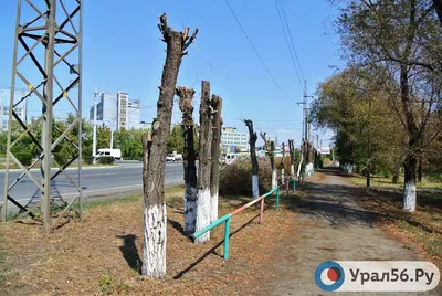 Эволюция ландшафта: фотографии деревьев до и после обрезки