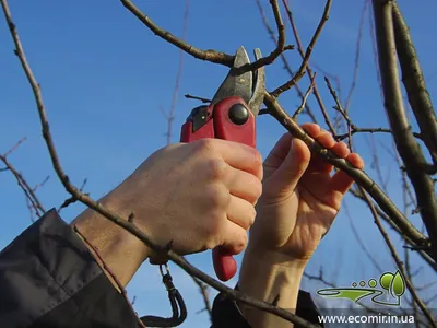 Рисунок арта деревьев после обрезки в HD качестве