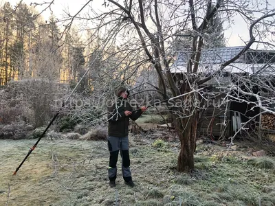 Изображения деревьев после обрезки в качестве арта