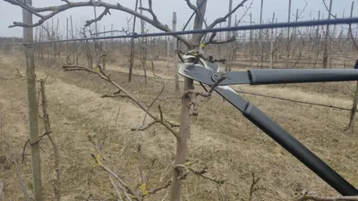 Обрезка деревьев с точностью часового мастера