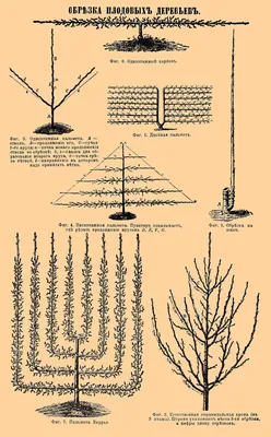 Обрезка фруктовых деревьев весной: скачивайте бесплатно изображения в хорошем качестве