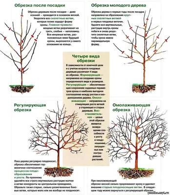 Фотогалерея обрезки фруктовых деревьев весной: Секреты успешного садоводства
