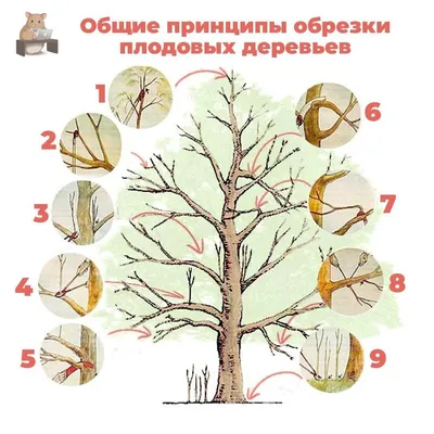 Обрезка фруктовых деревьев весной на фото: Гармония между ростом и плодами