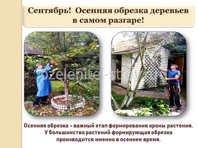 Фотографии обрезки фруктовых деревьев весной: Мастер-класс по созданию идеального сада