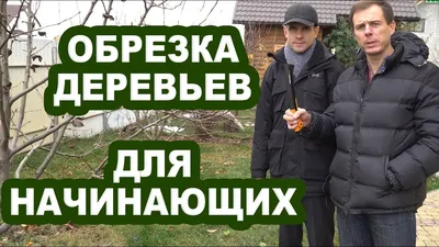 Фото обрезки фруктовых деревьев весной: Создание идеальных условий для роста и развития