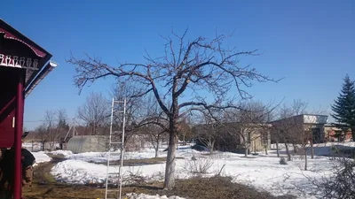 Фотографии обрезки фруктовых деревьев весной: Мастерство в сохранении плодородия