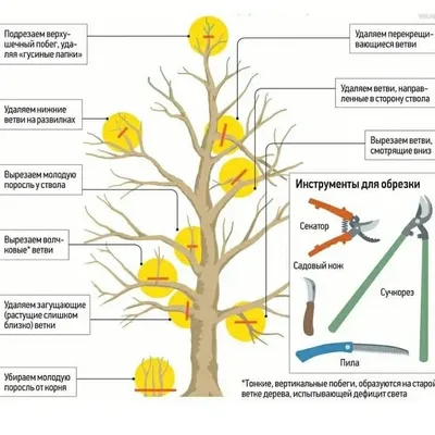 Фоторепортаж обрезки фруктовых деревьев весной: Восстановление сил и жизненной энергии растений