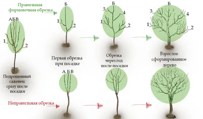 HD фото обрезки фруктовых деревьев весной