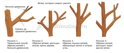 Фото с обработкой обрезки фруктовых деревьев весной: качественные изображения для использования