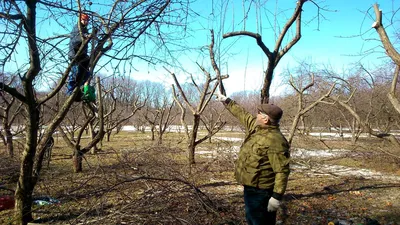 Обои на рабочий стол с изображением обрезки фруктовых деревьев весной: скачать бесплатно