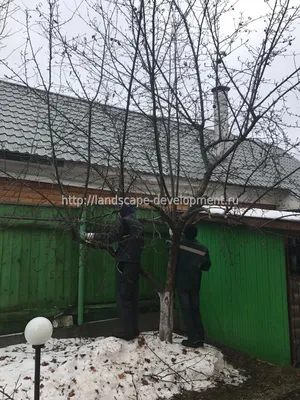 Возврат к природе: обрезка фруктовых деревьев весной для естественного роста