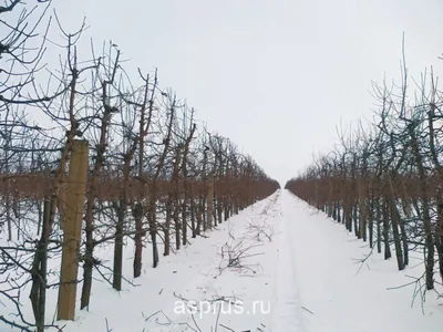 Обрезка яблони зимой: Оригинальная фотография в PNG формате