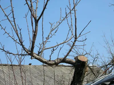 Зимняя обрезка яблони: Изумительное изображение для скачивания в WebP