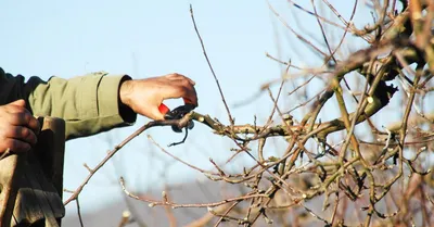 Обрезка яблони в зимний период: Уникальная фотография в JPG