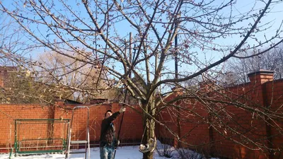 Изображение зимней обрезки яблони: Яркое изображение в формате WebP