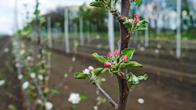 Обрезка яблони зимой: Прекрасная фотография в JPG