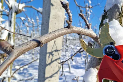 Фото обрезки яблони зимой: Яркое изображение в формате JPG