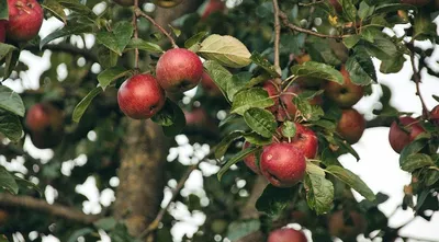 Фото обрезки яблони зимой: Великолепная фотография в формате JPG