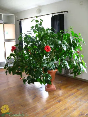 Фото китайской розы для обрезки: Выберите размер изображения