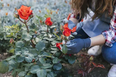 Обрезка китайской розы: Изображение в формате webp с возможностью скачать