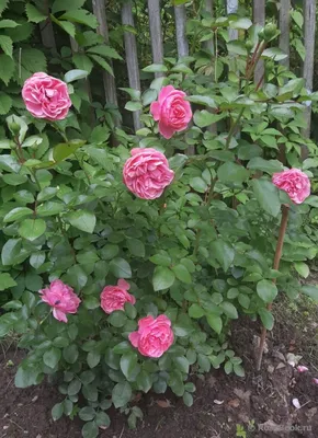 Обрезка китайской розы: Фото в формате jpg для загрузки