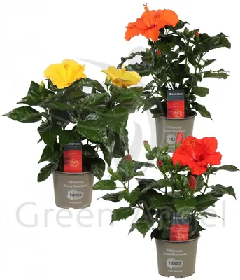 Изображение китайской розы для обрезки: Скачать в формате png